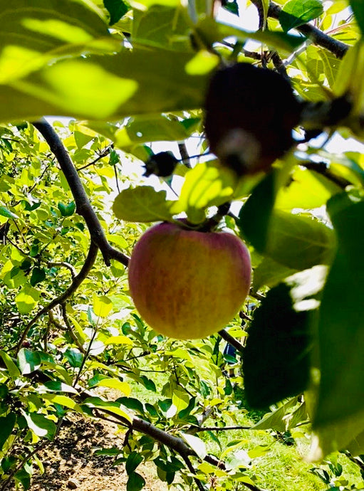 Apple Orchards & Cider Mills to Visit Near Ottawa
