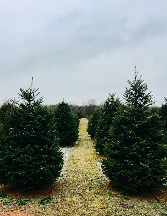 Where to Cut Down a Christmas Tree Near Ottawa