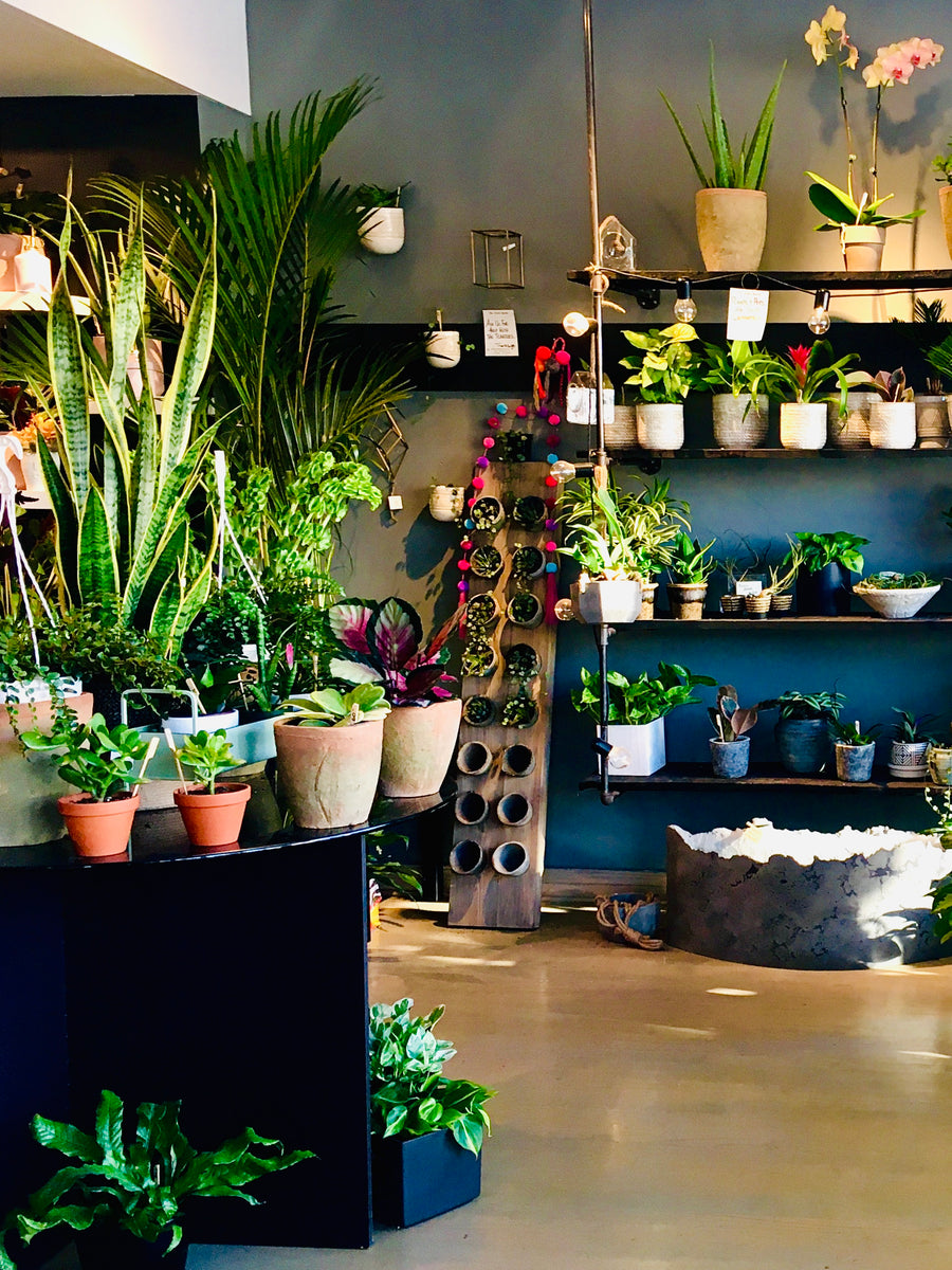 Where to Buy Plants in Ottawa Ottawa River Lifestyle