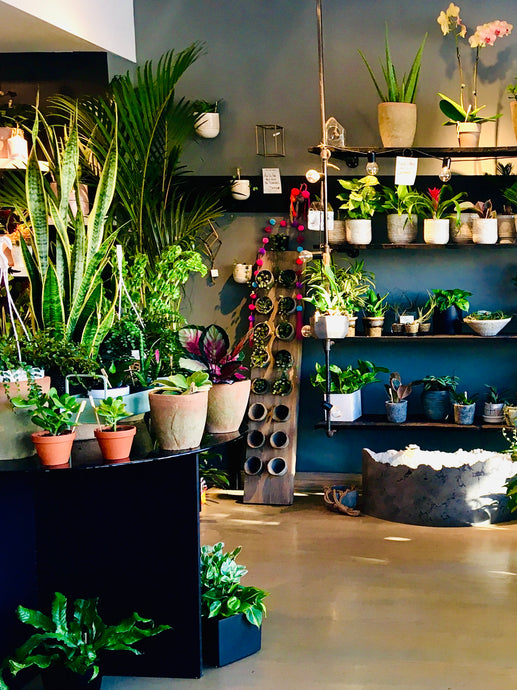 Where to Buy Plants in Ottawa