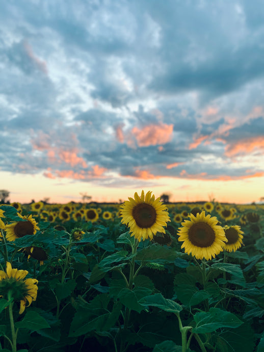 Where to Visit Sunflower Fields Near Ottawa